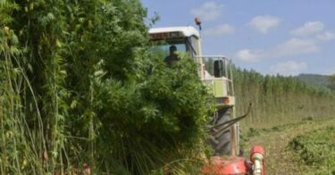 Hemp as Biofuel